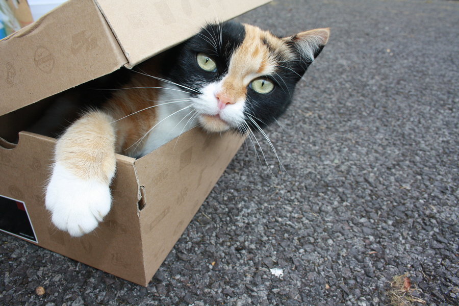 Местный бомж