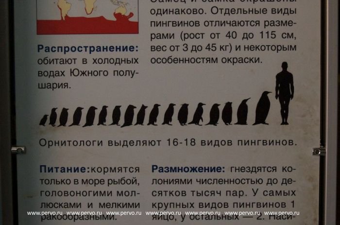 16 типов пингвинов