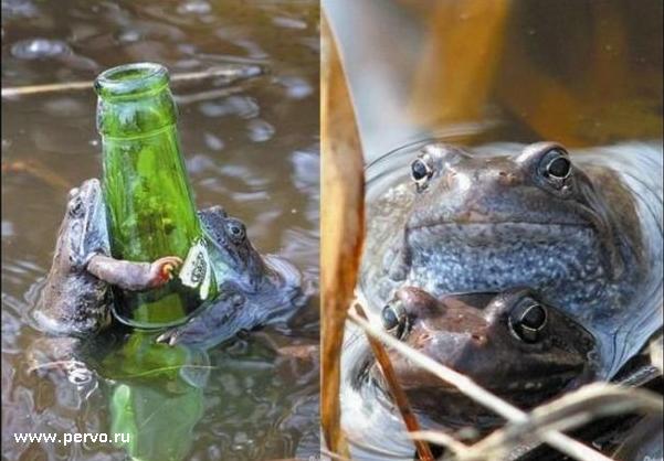 по одной за питницу то...