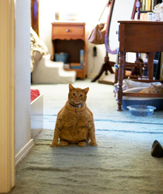 Скоро снова обед...