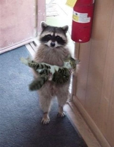 кота не теряли ?