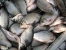 В Свердловской области в Исети произошла массовая гибель рыбы