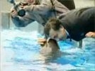 В России глумятся: "Саакашвили сует голову в пасть дельфина". А тот просто ласкался. Видео