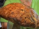 Чудо-гриб нашла жительница Первоуральска. Видео
