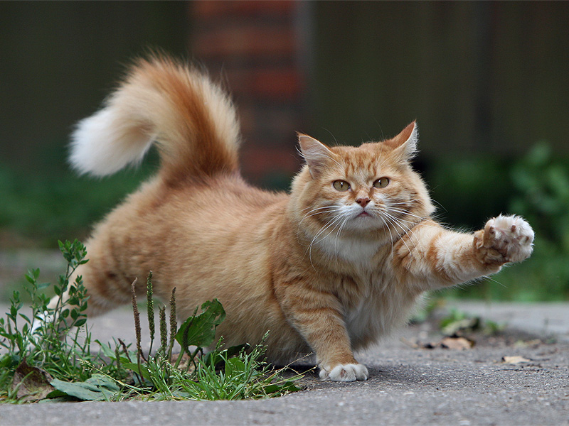 Утро доброе