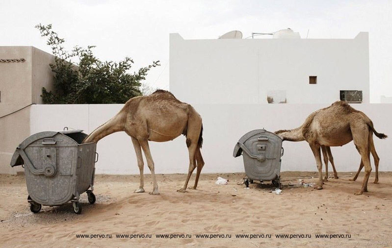 дозаправка верблюдов