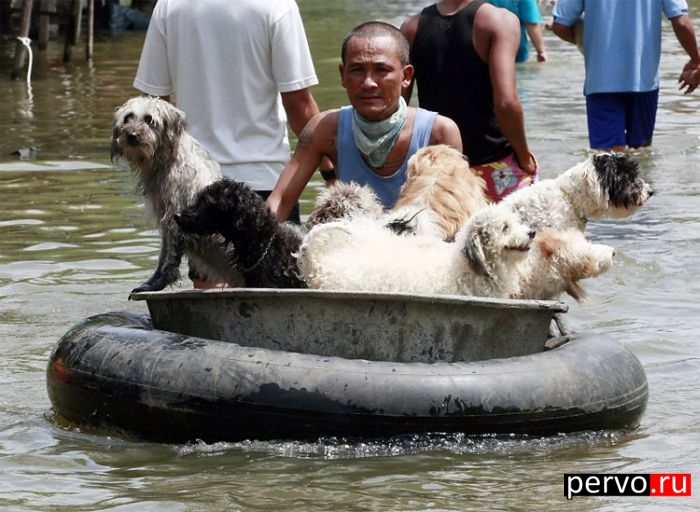 Себе на ужин повёз!