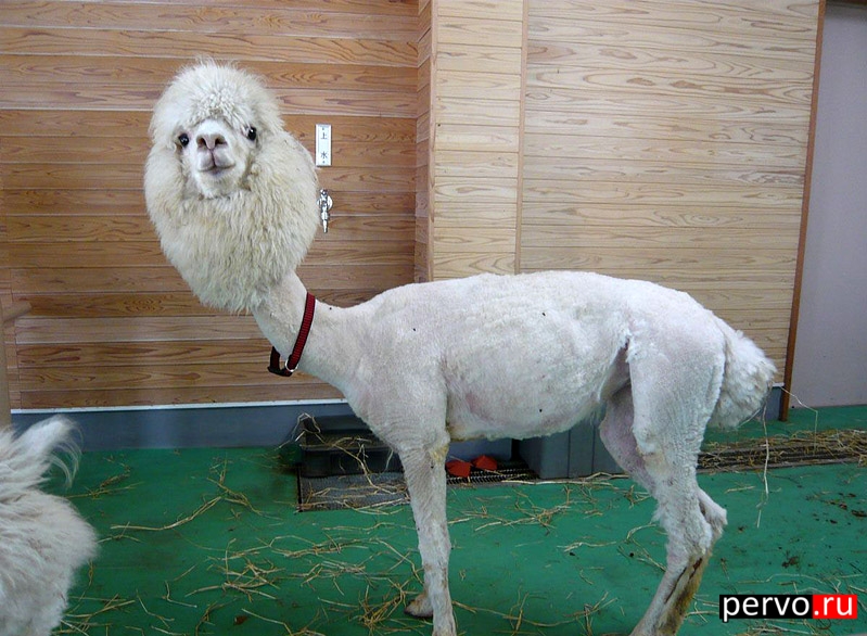 мой хозяин дебил