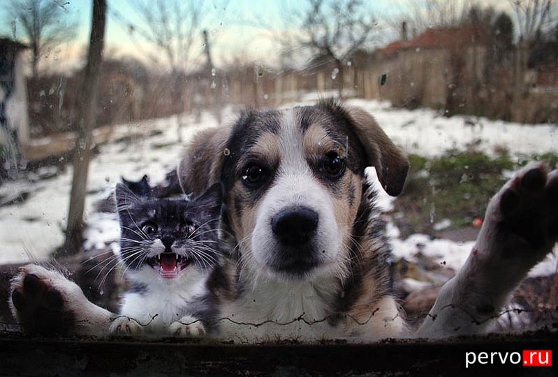 хозяин...покорми !!!