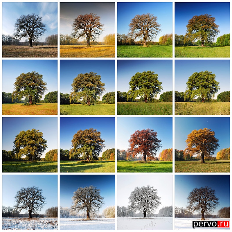 времена года