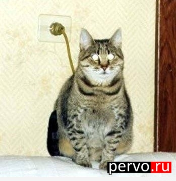 котэ на подзарядке