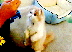 обедать пора...