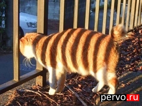 Доброе утро