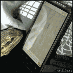 И кормить не надо!