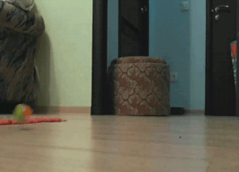 котопомощь