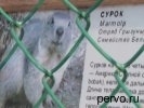 В Первоуральске сурок по имени Шума отказался предсказать погоду. Видео