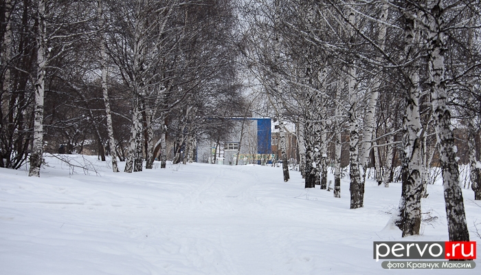 В центре Первоуральска вырубят березовую рощу