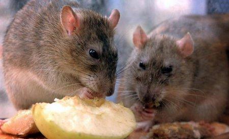 Крысиная атака!