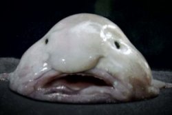 Самым уродливым существом Земли признали рыбу-каплю