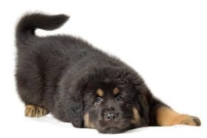 Щенок тибетского мастифа в Китае продан за $1,9 млн