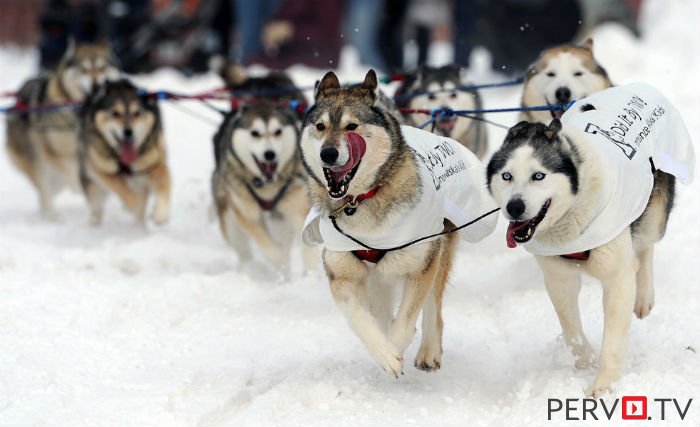 В Первоуральске прошли гонки на собачьих упряжках