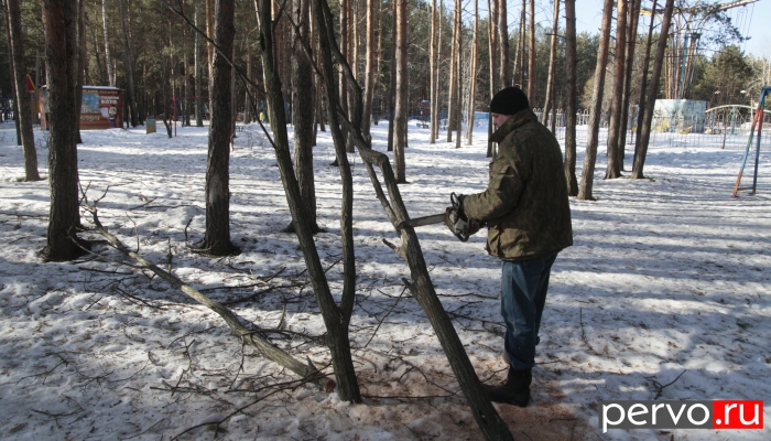 В парке культуры и отдыха Первоуральска проводится санитарная вырубка