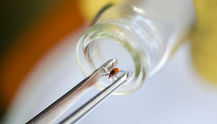 В Первоуральске спрогнозировали рост численности клещей