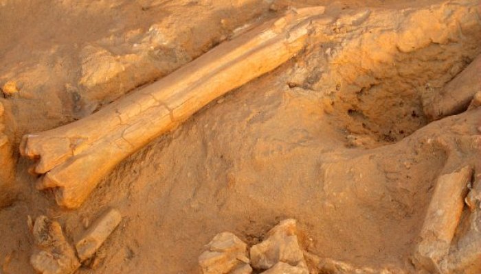 Под Первоуральском дачник откопал останки мамонта