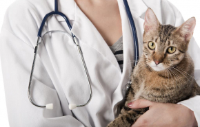 Причины и виды заболеваний сердца у кошек