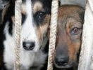 В Первоуральске городской приют для бездомных животных лишился своего места пребывания В Первоуральске городской приют для бездомных животных лишился своего места пребывания