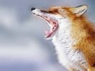 В Ревде объявят карантин