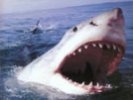 Россиянку укусила акула на мексиканском курорте Канкун, туристка не послушалась спасателей