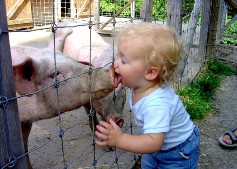 Мааааам, я люблю свиней
