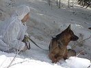 В лесу под Первоуральском служебные собаки учились искать вооруженных преступников. ФОТО