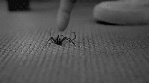 Неравный бой с пауком