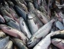 В Первоуральске на реке Чусовая произошла массовая гибель рыбы