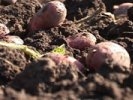 В совхозах Первоуральска приступили к уборке ранних сортов картофеля