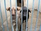 В Первоуральске пройдет благотворительная акция, приурочена к Международному Дню бездомных животных