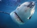 Очевидцы: акулу видели у берегов острова Русский, четыре метра в длину, «очень страшно»