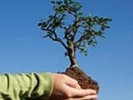В Первоуральске посадят 478 деревьев