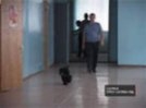 В интернете появилось видео, где сотрудники омской ГАИ ругаются матом, полиция начала проверку