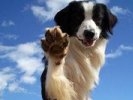 Приют для бездомных животных Первоуральска. Новый поворот дела