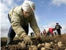 В Первоуральске выполнен план по заготовке картофеля на семена