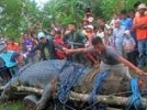 На Филиппинах скончался крокодил-людоед из Книги рекордов Гиннесса
