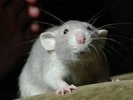 Крысы атаковали Первоуральск