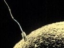 Соединение, парализующее сперматозоиды, готовится перевернуть рынок лекарств