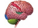 Ученые вырастили человеческий мозг в пробирке