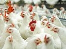 Из-за кризиса «Первоуральскую птицефабрику» продавать пока не будут