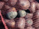 К Новому году картошка может стать деликатесом: цены взлетели и падать не собираются