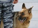 Собака помогла раскрыть убийство мужчины под Первоуральском